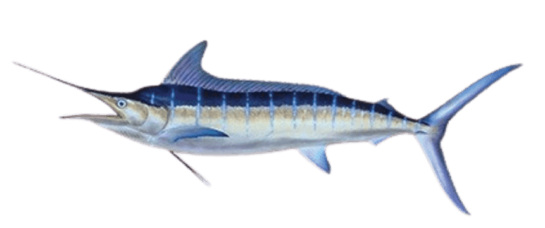 Marlin