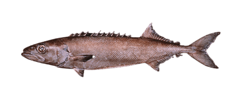 Oilfish